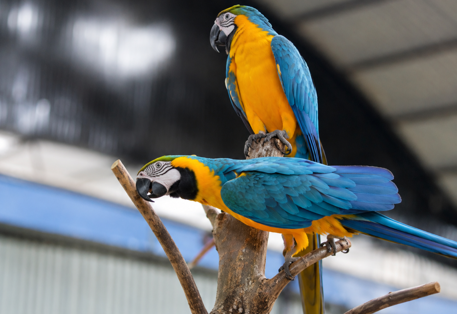 Bird Encounters
